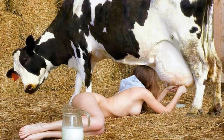 The girl finishes the cow