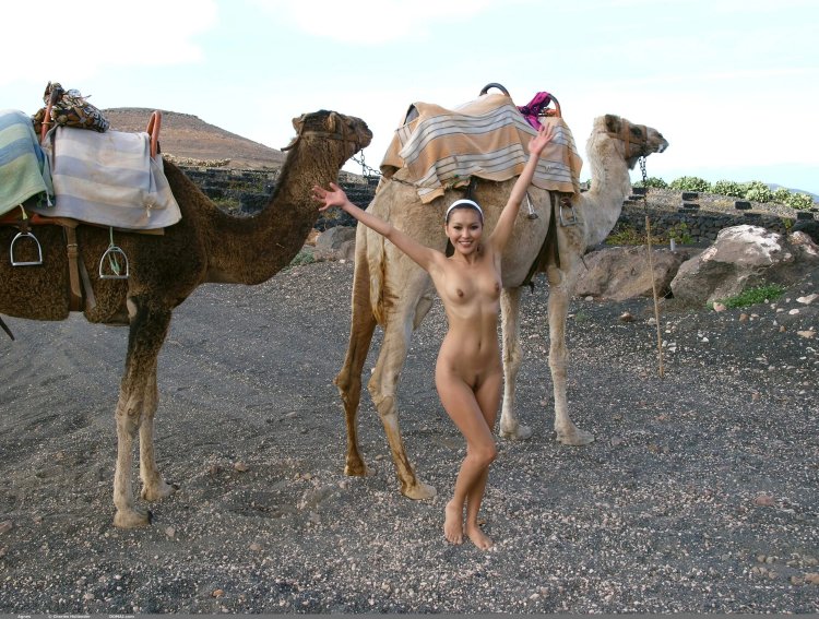 Camel porn