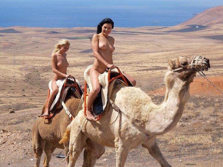 On camels